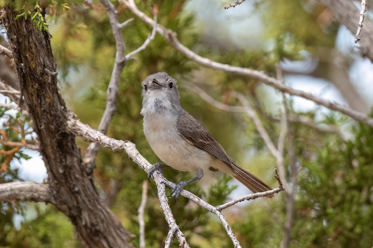 Gray Vireo - ML586967671