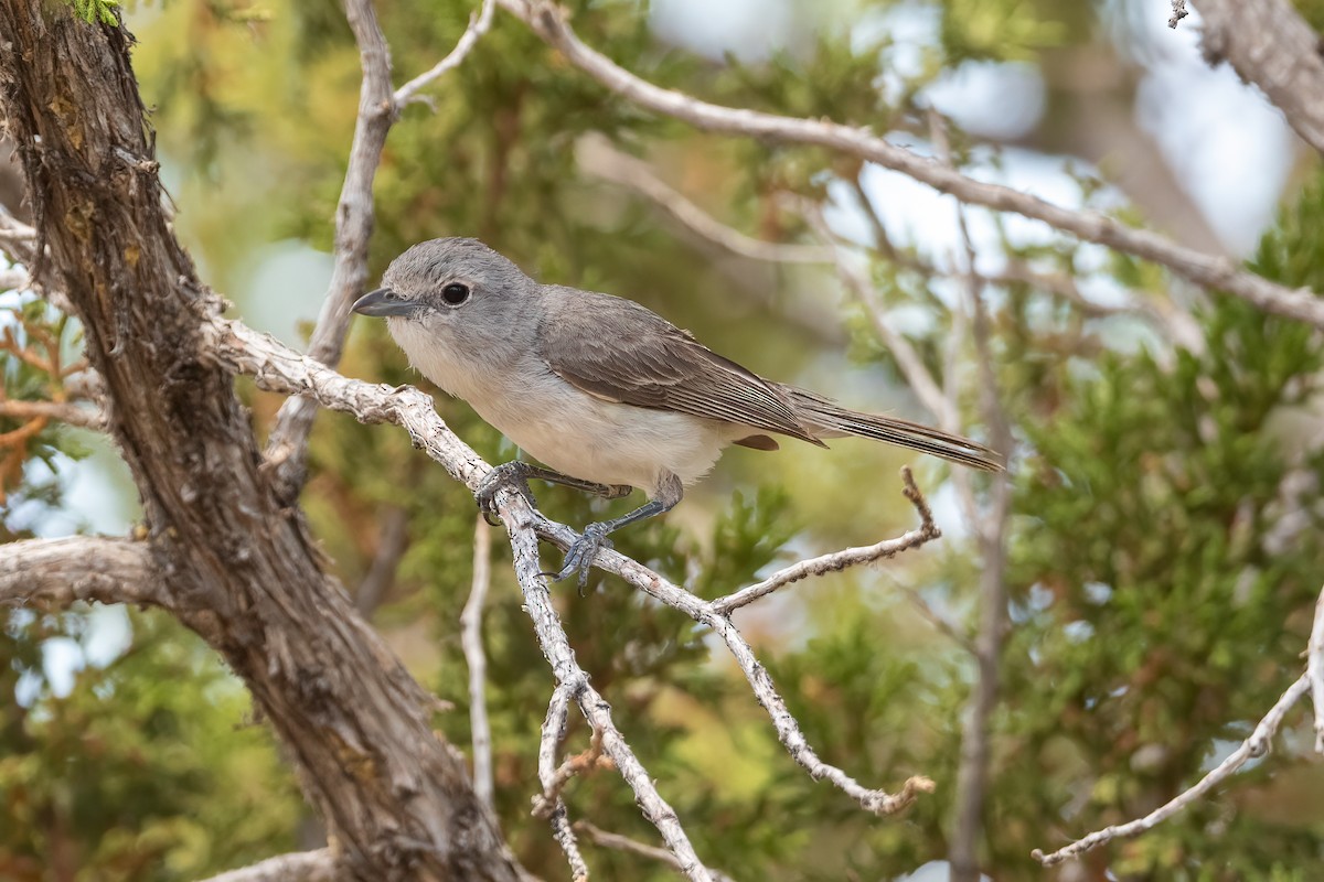 Gray Vireo - ML586967691