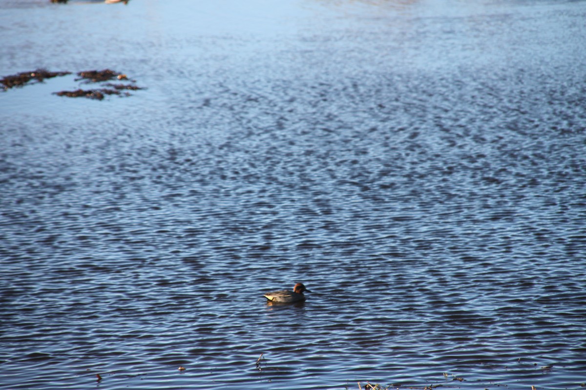 Green-winged Teal (Eurasian) - ML586967921