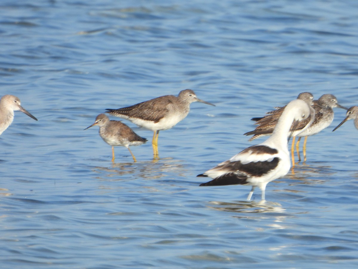 Lesser Yellowlegs - ML586968481