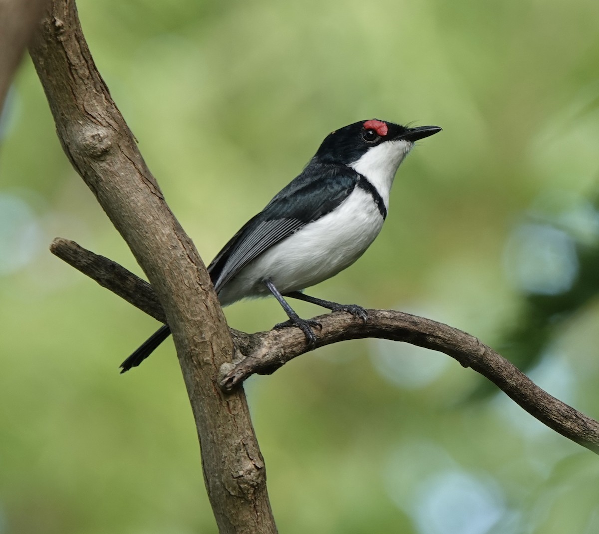 Black-throated Wattle-eye - Howard Laidlaw