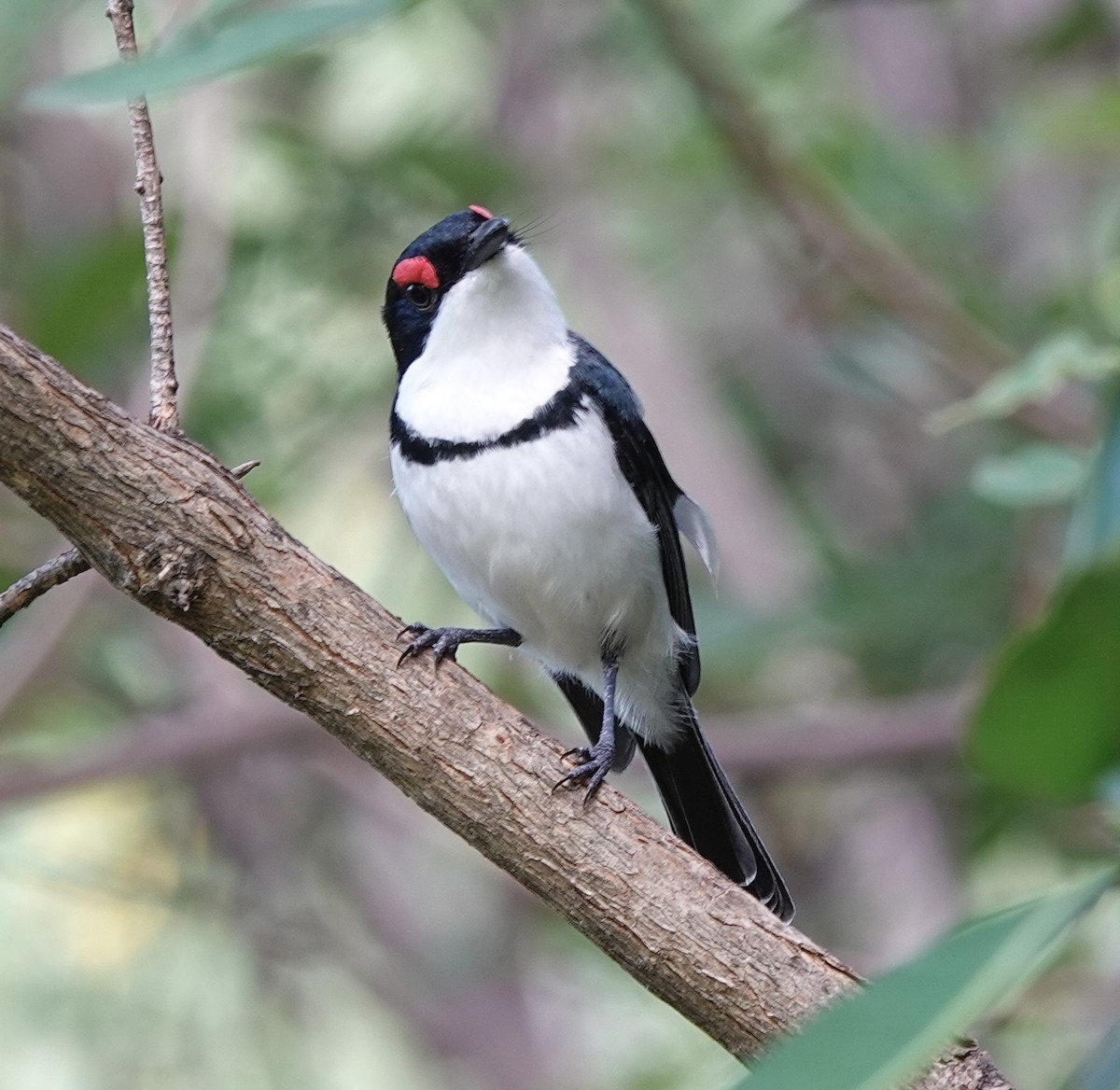 Black-throated Wattle-eye - Howard Laidlaw