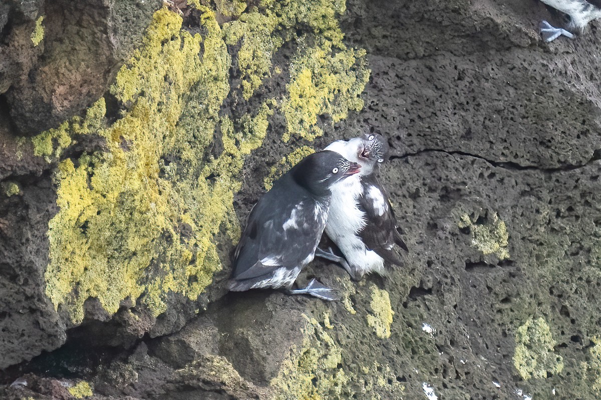 Least Auklet - ML586970551