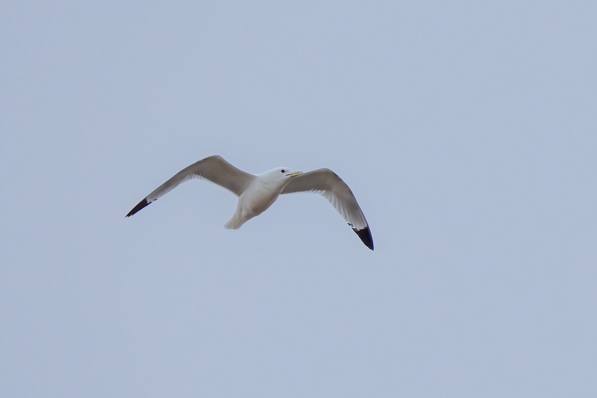 Black-legged Kittiwake - ML586970641