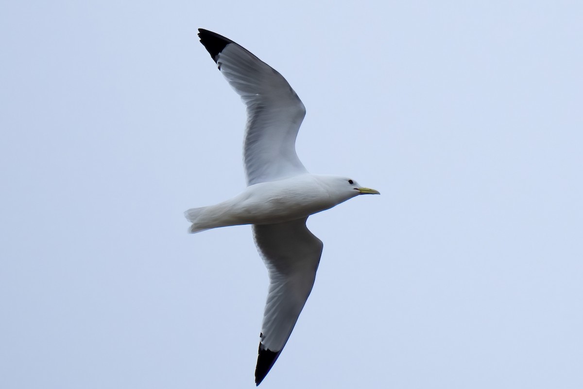 Black-legged Kittiwake - ML586970651