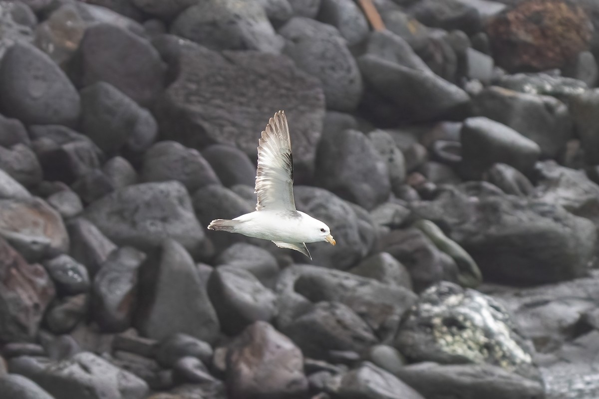 Fulmar boréal - ML586970731