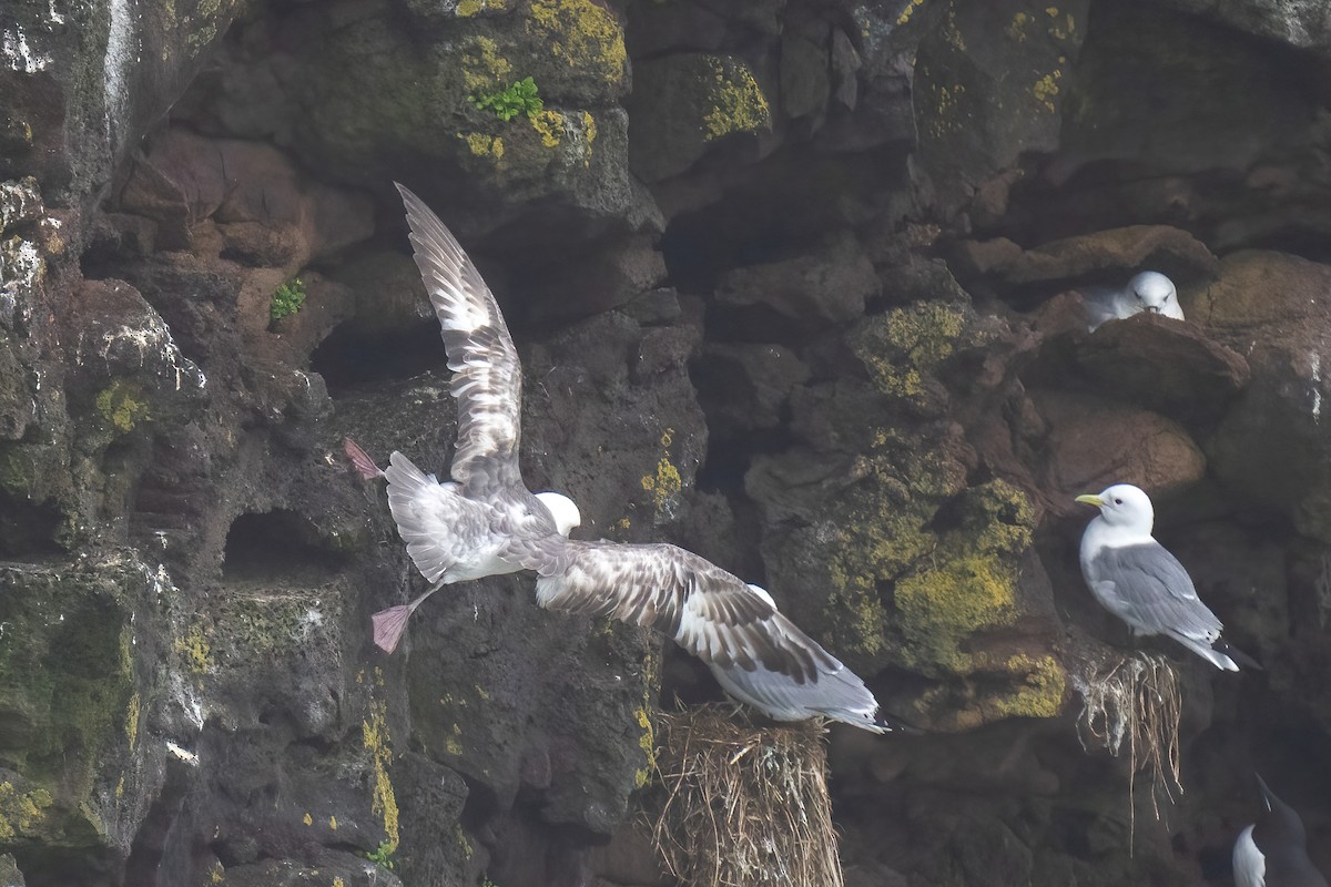 Fulmar boréal - ML586970751