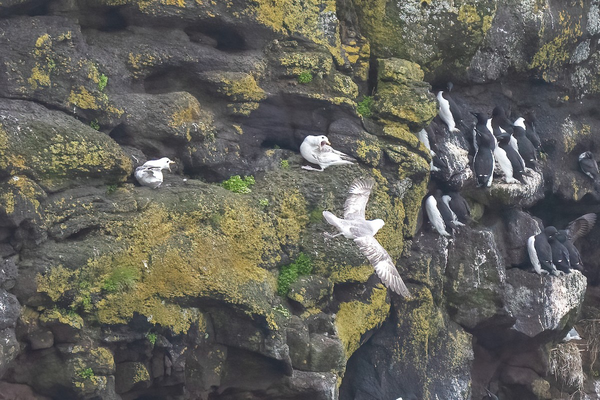 Northern Fulmar - ML586970771