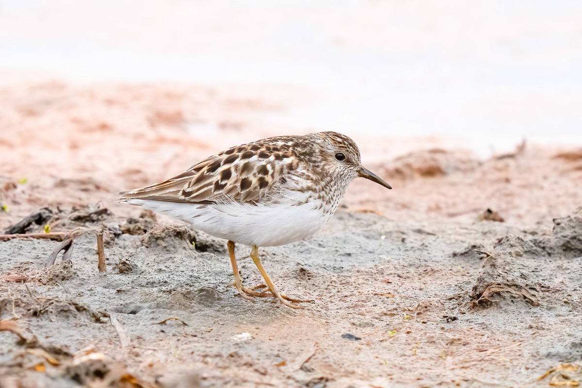 Least Sandpiper - ML586971011