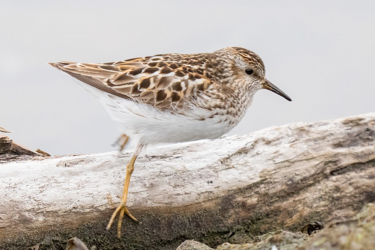 Least Sandpiper - ML586971021