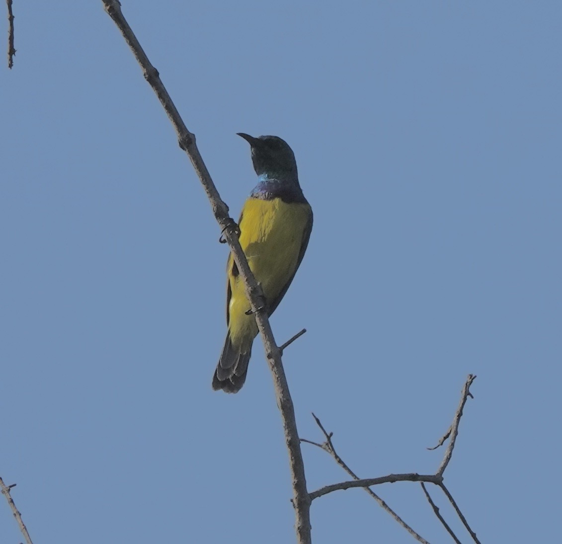 Collared Sunbird - Howard Laidlaw