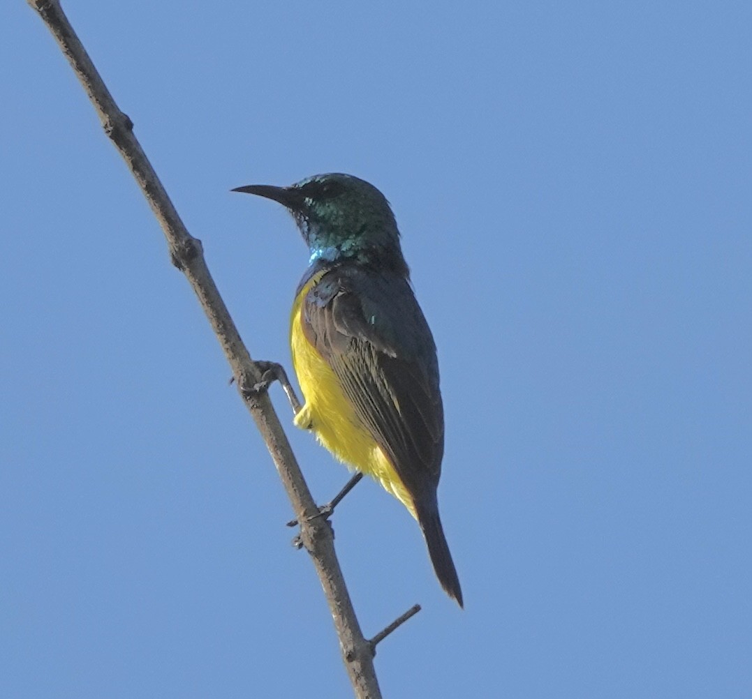 Collared Sunbird - Howard Laidlaw