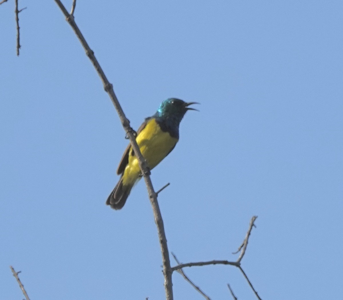 Collared Sunbird - Howard Laidlaw