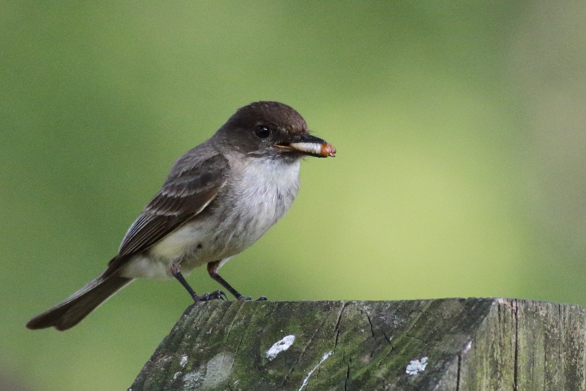 Eastern Phoebe - ML586971471
