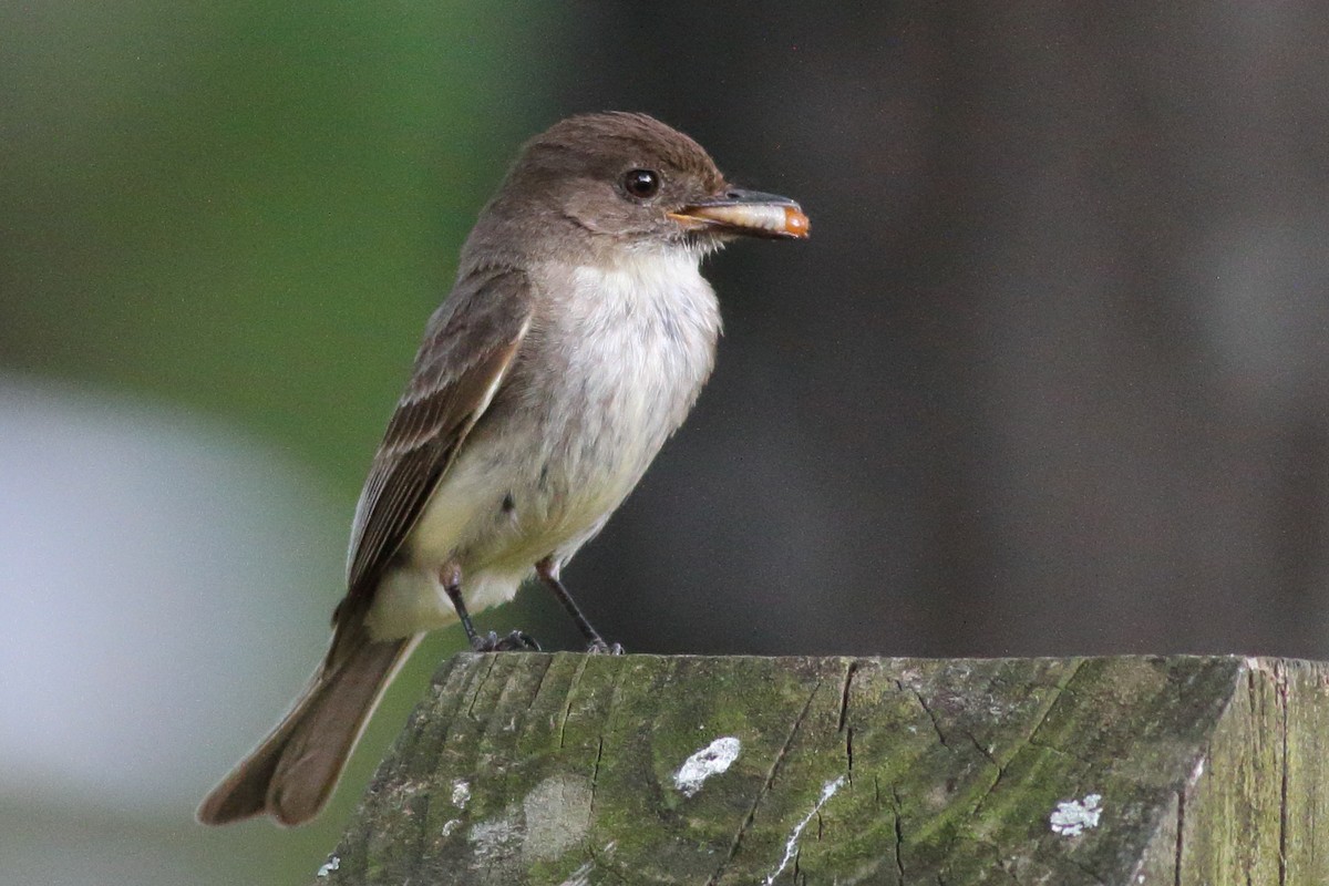 Eastern Phoebe - ML586971481