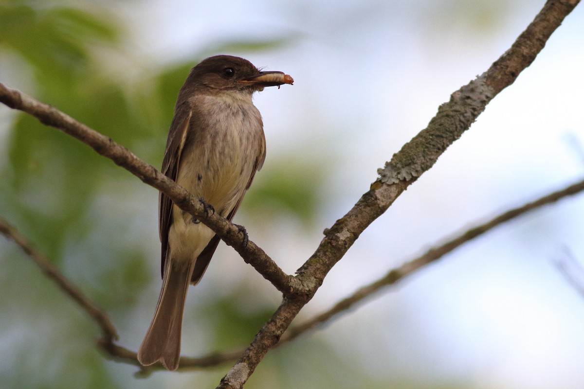 Eastern Phoebe - ML586971491