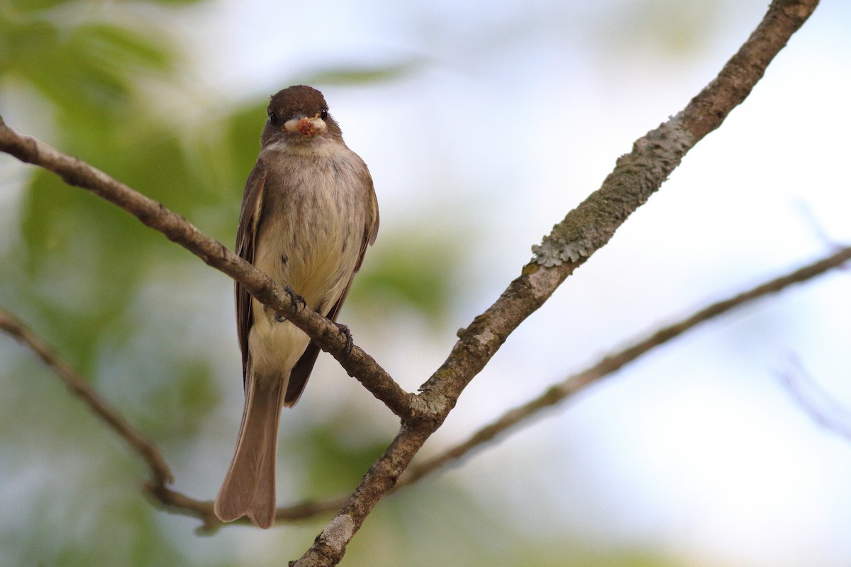 Eastern Phoebe - ML586971521