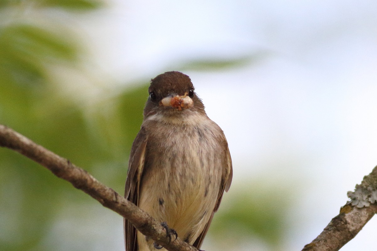 Eastern Phoebe - ML586971531