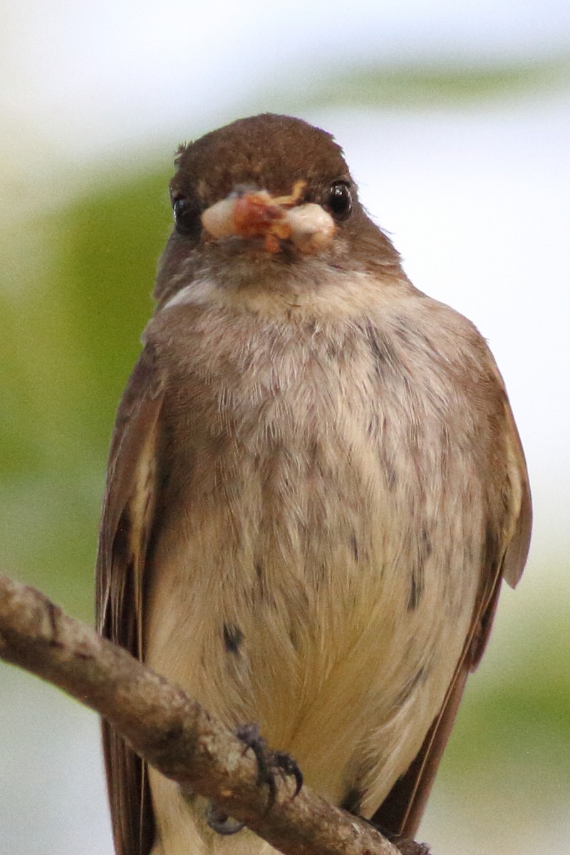 Eastern Phoebe - ML586971551