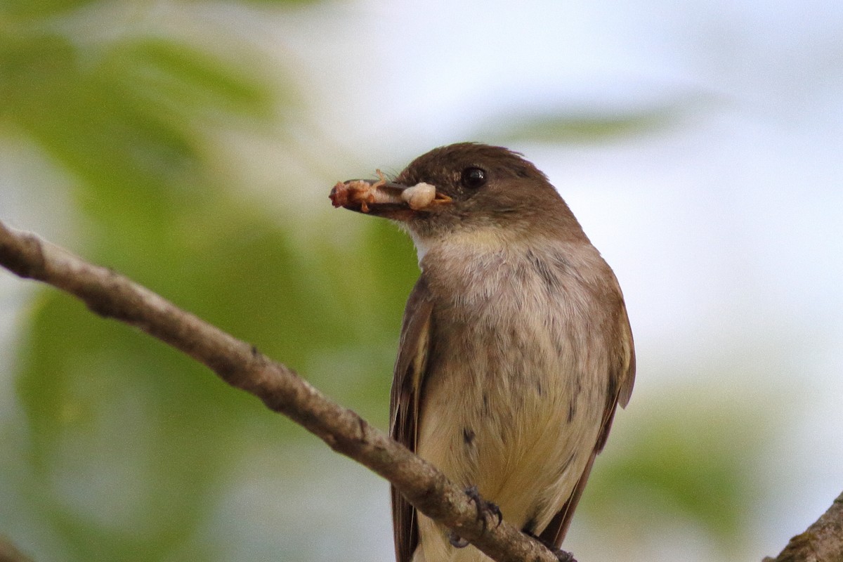 Eastern Phoebe - ML586971571