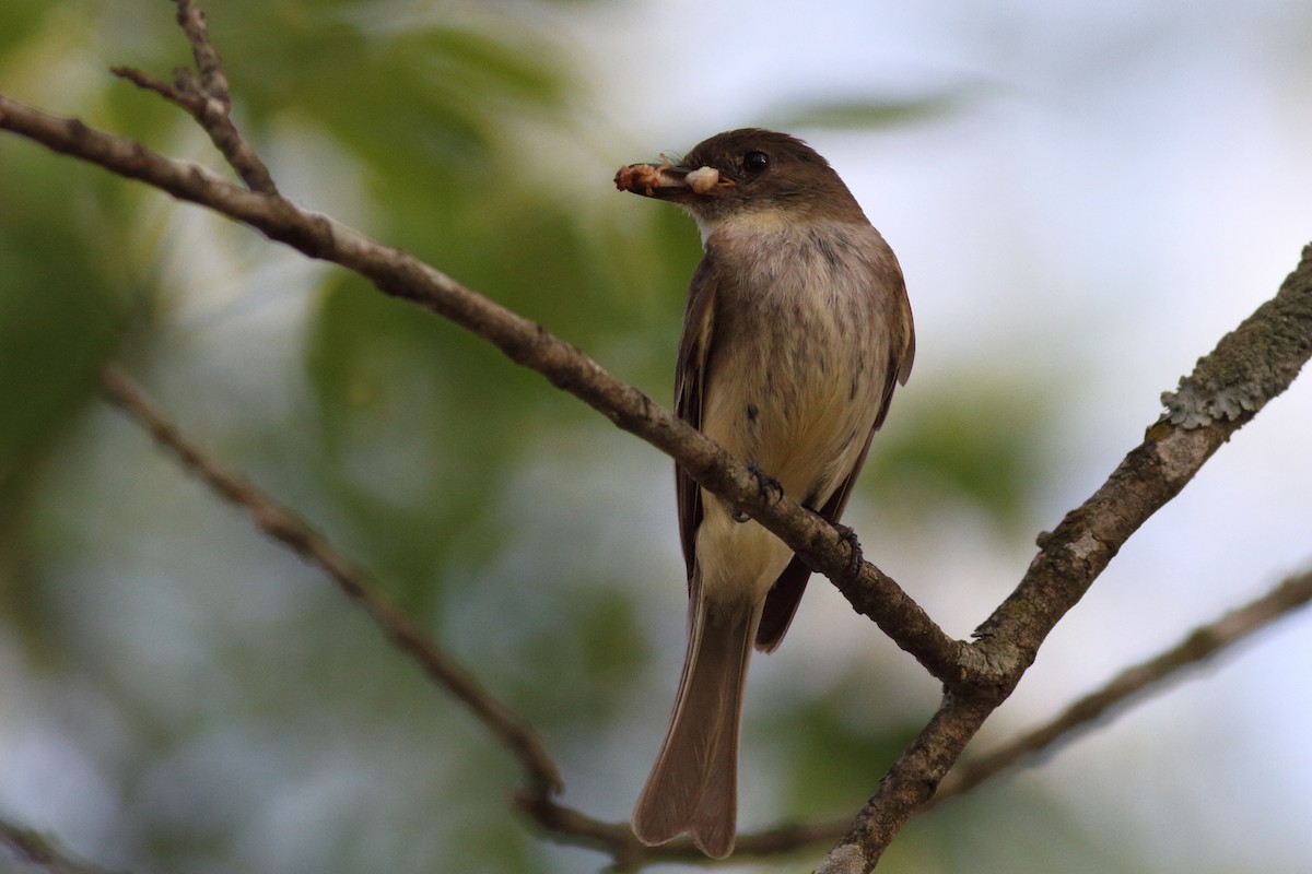 Eastern Phoebe - ML586971581