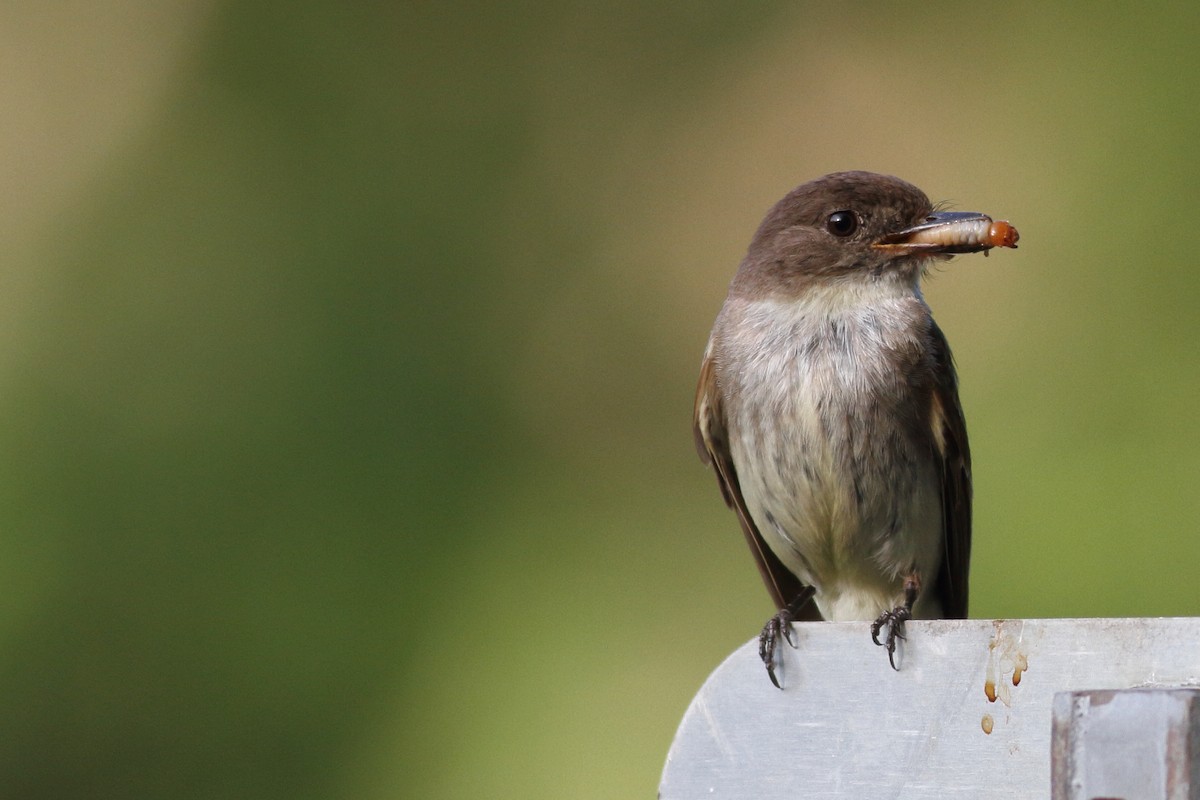 Eastern Phoebe - ML586971601