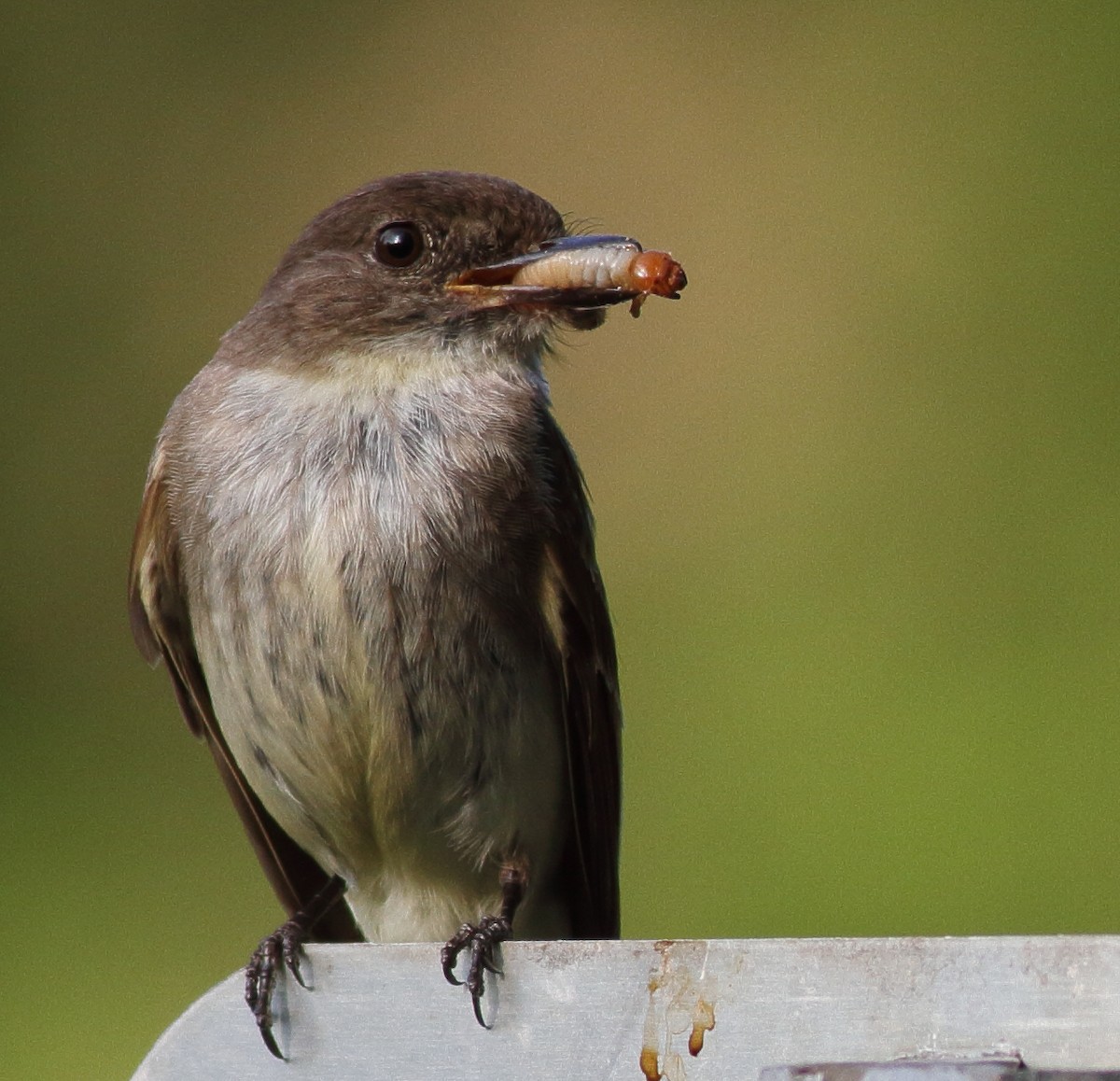 Eastern Phoebe - ML586971621