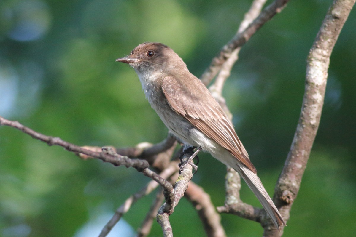 Eastern Phoebe - ML586971671