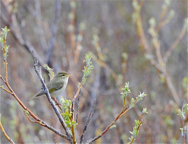 Arctic Warbler - ML586971791