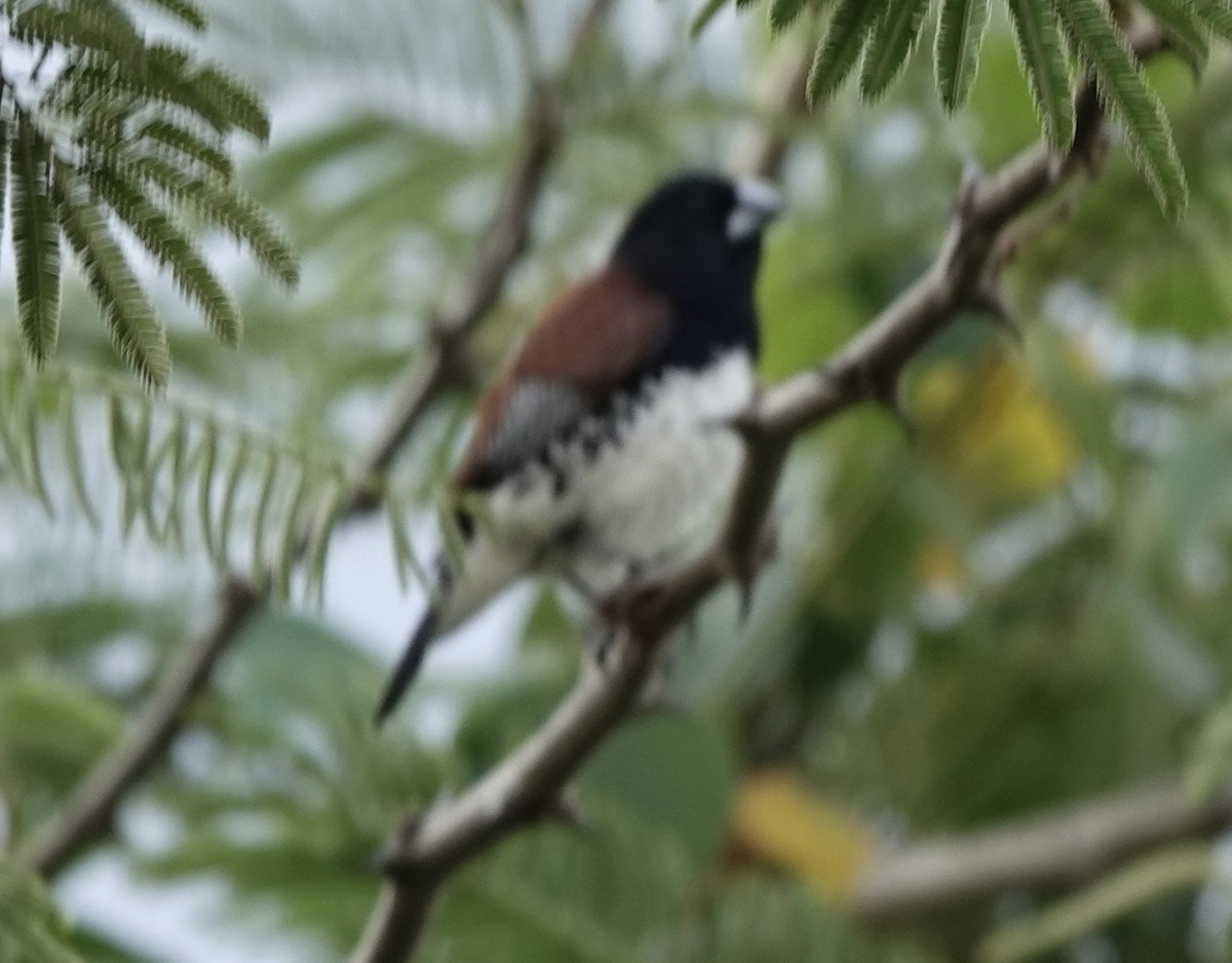 Black-and-white Mannikin (Red-backed) - ML586971861