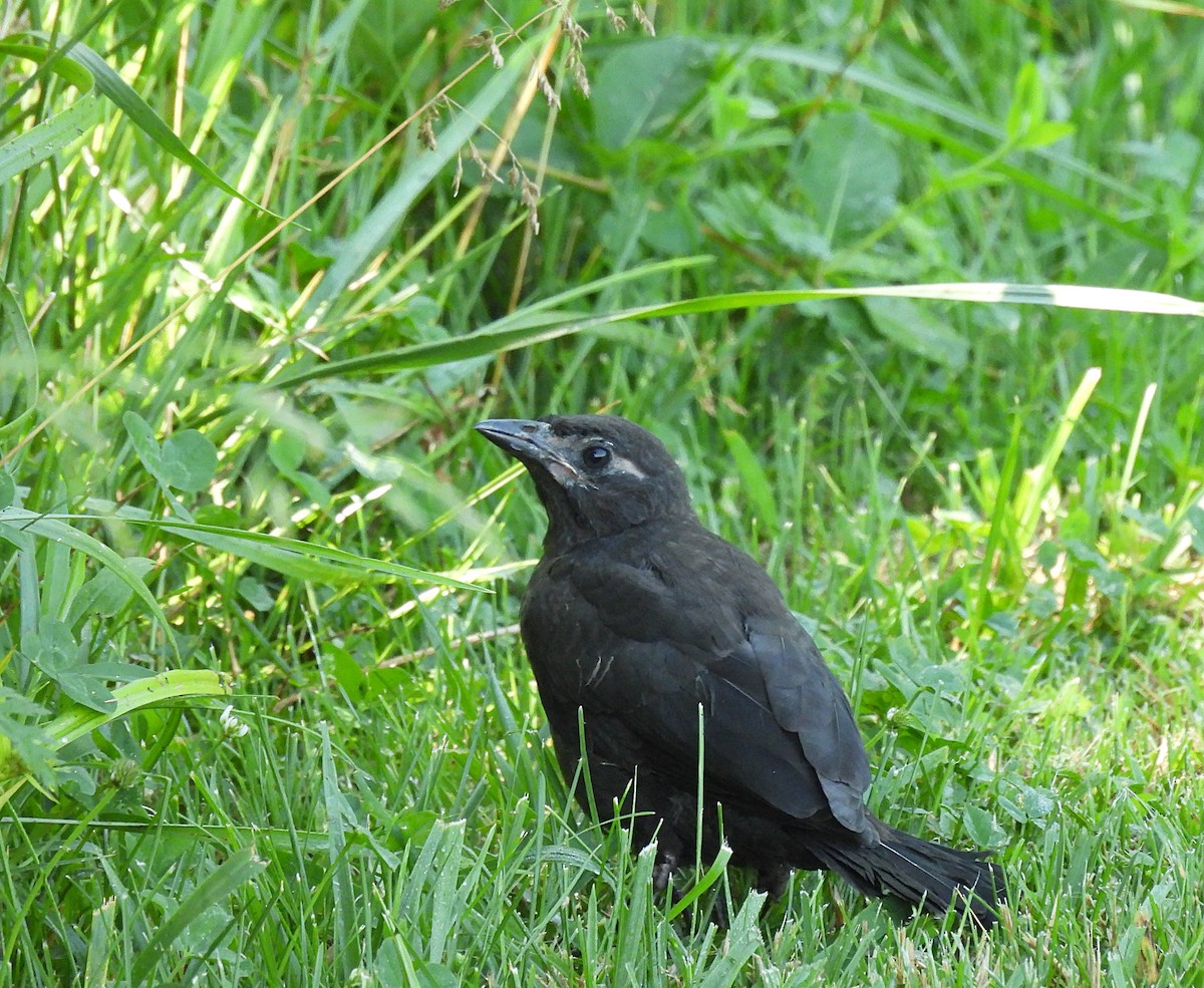 Common Grackle (Bronzed) - ML586972861