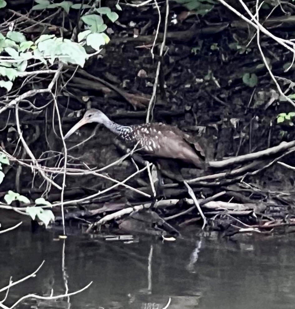 Limpkin - ML586972941
