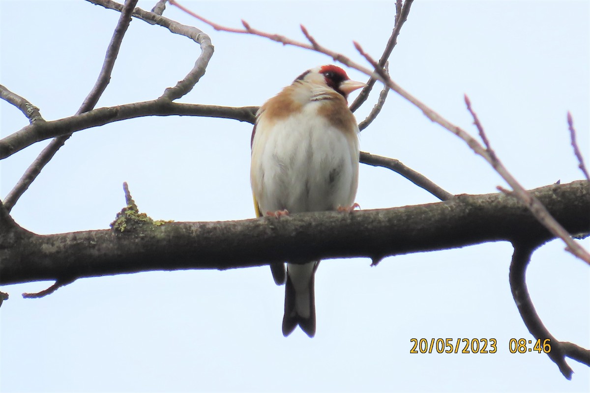 Cardellino - ML586973261