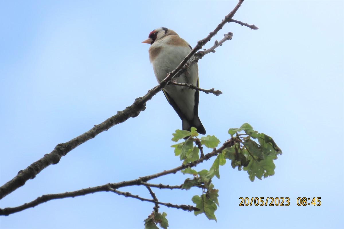 Cardellino - ML586973461