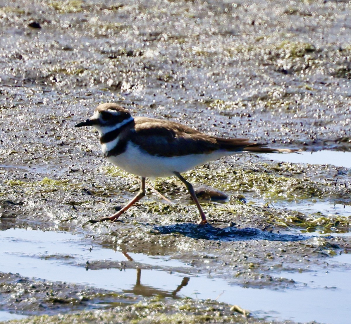 Killdeer - ML586973491