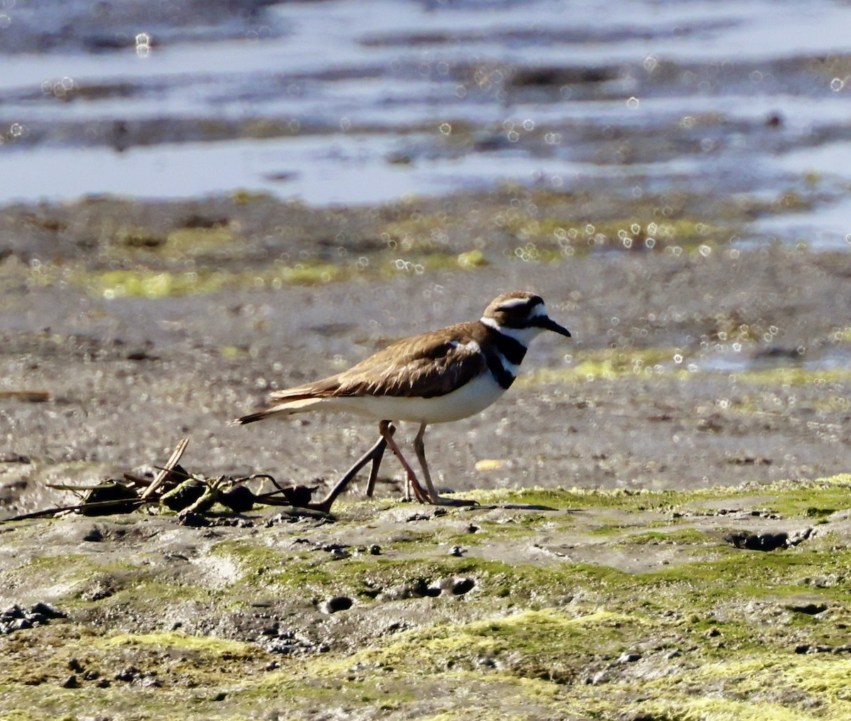 Killdeer - ML586973501