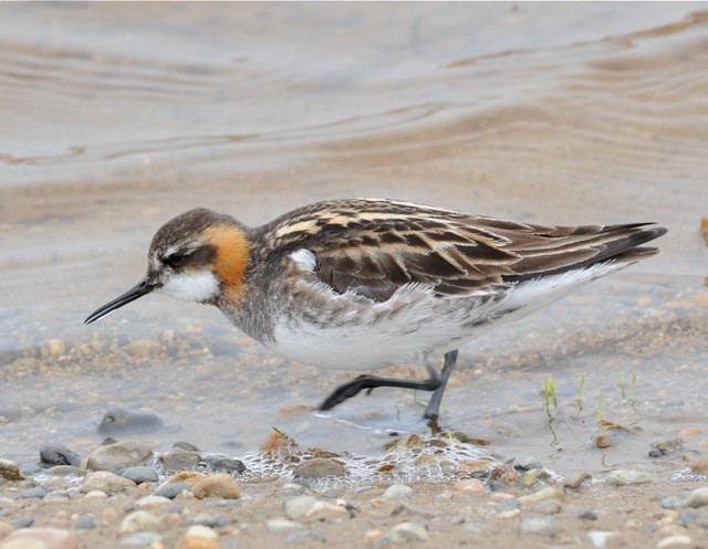 Red-necked Phalarope - ML586973511