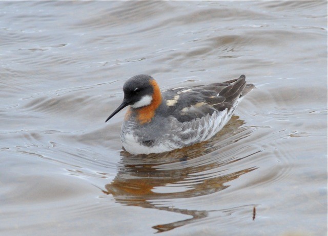 Red-necked Phalarope - ML586973521