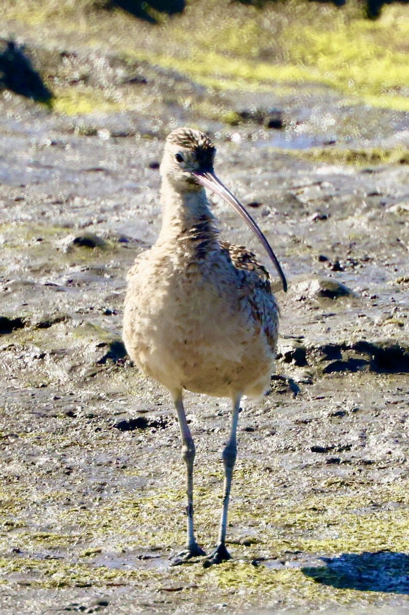 Long-billed Curlew - ML586973631