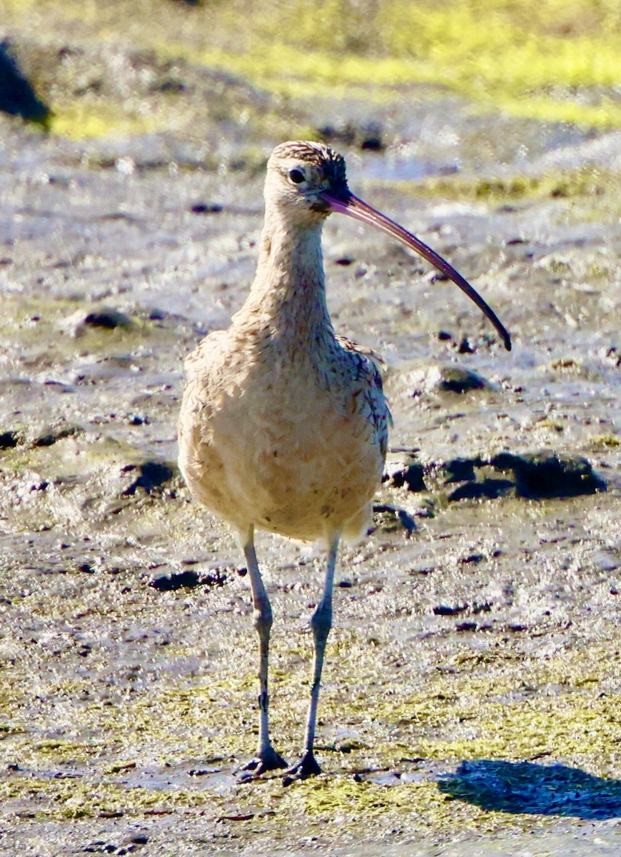 Long-billed Curlew - ML586973641