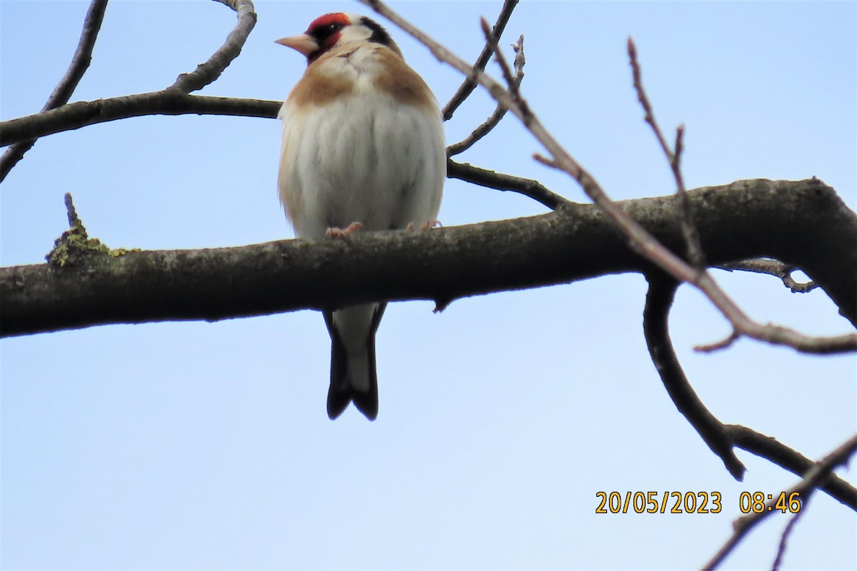 Cardellino - ML586973681