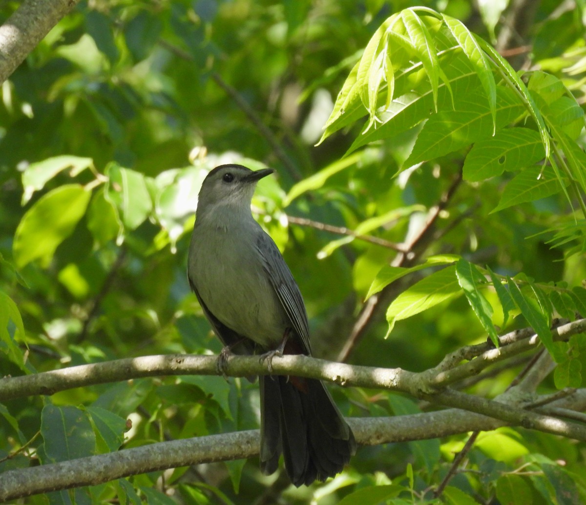 Gray Catbird - ML586974591