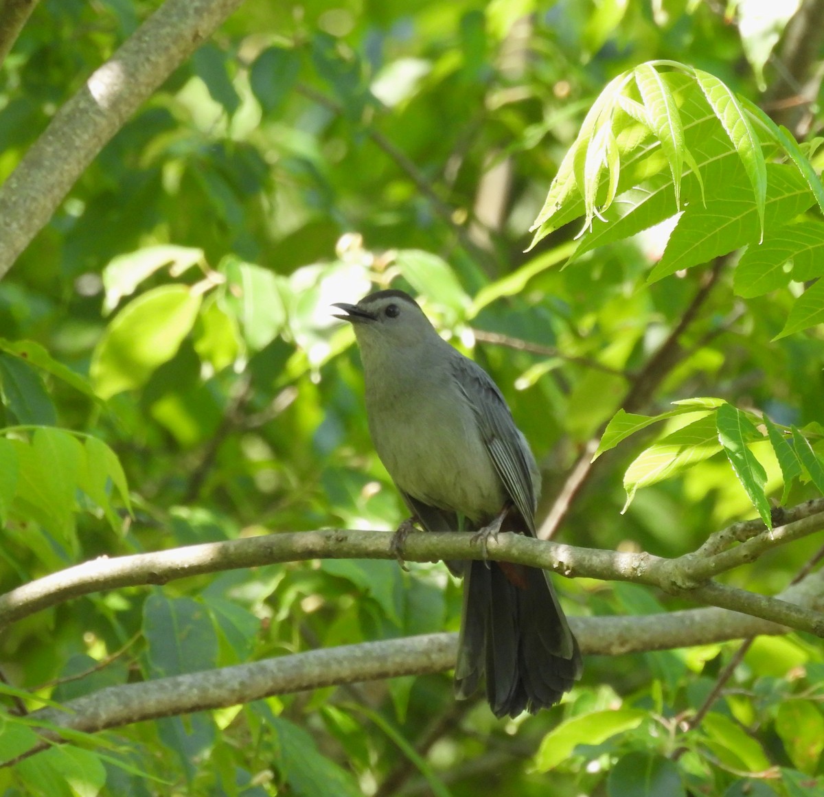 Gray Catbird - ML586974651