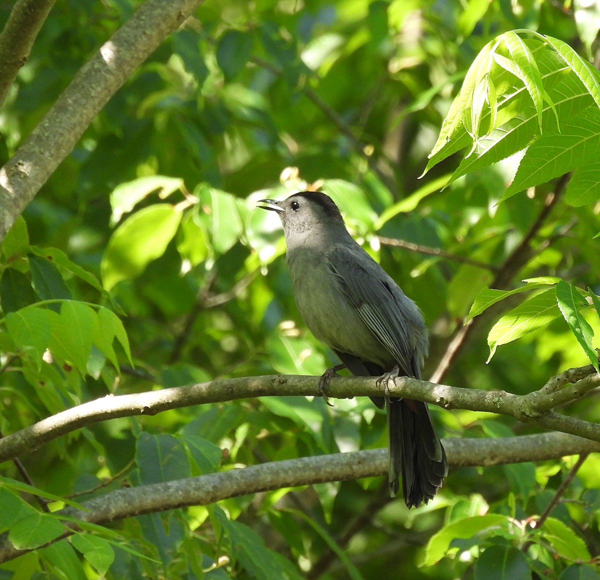 Gray Catbird - ML586974691