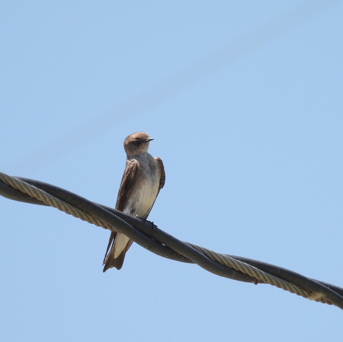 Northern Rough-winged Swallow - ML586975001