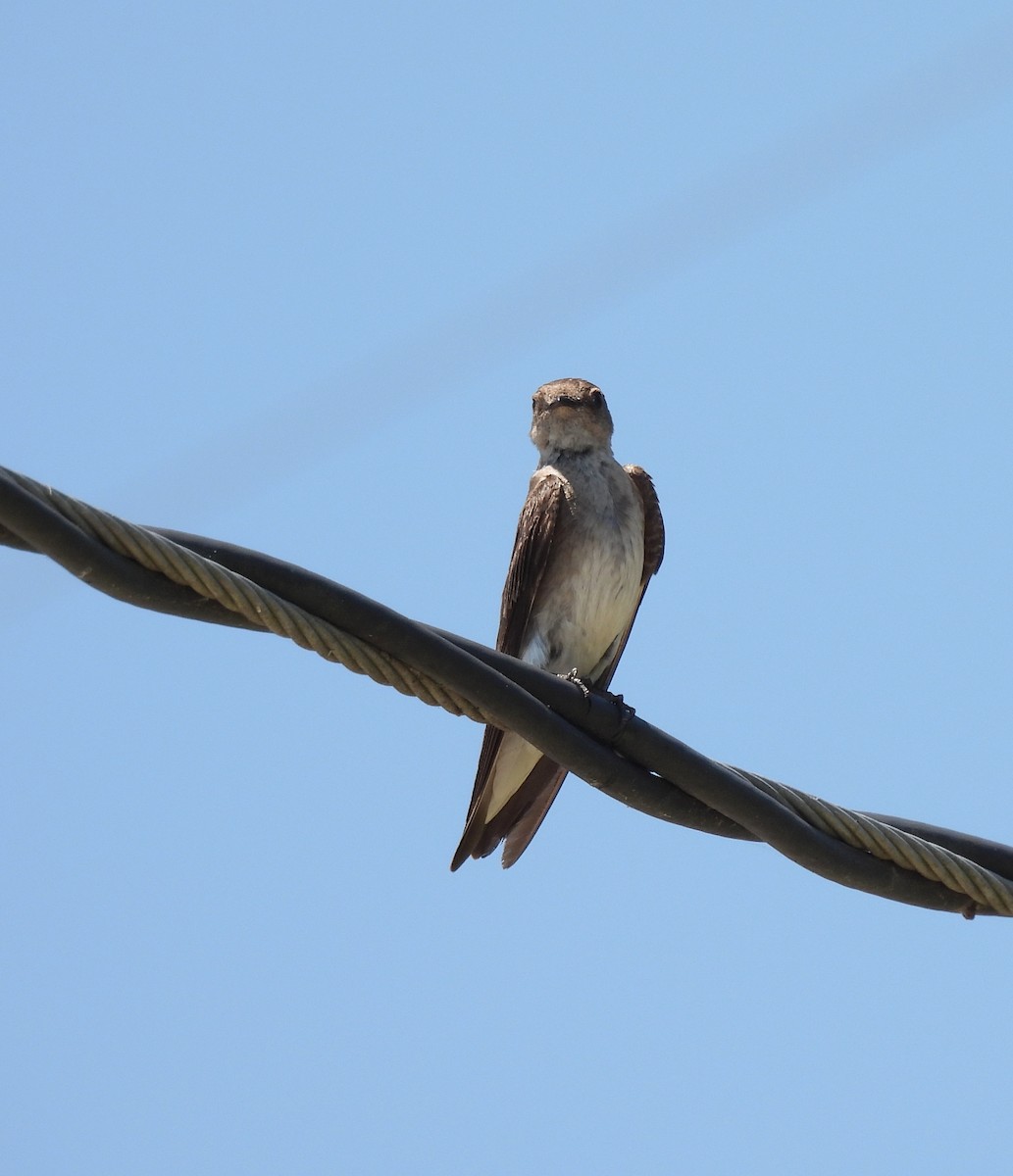 Northern Rough-winged Swallow - ML586975071