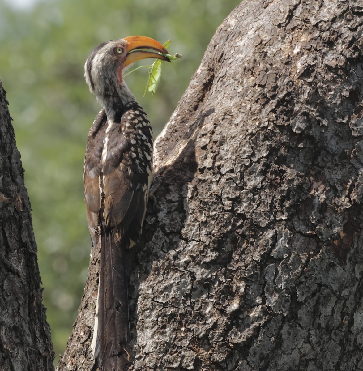 Southern Yellow-billed Hornbill - ML586975131