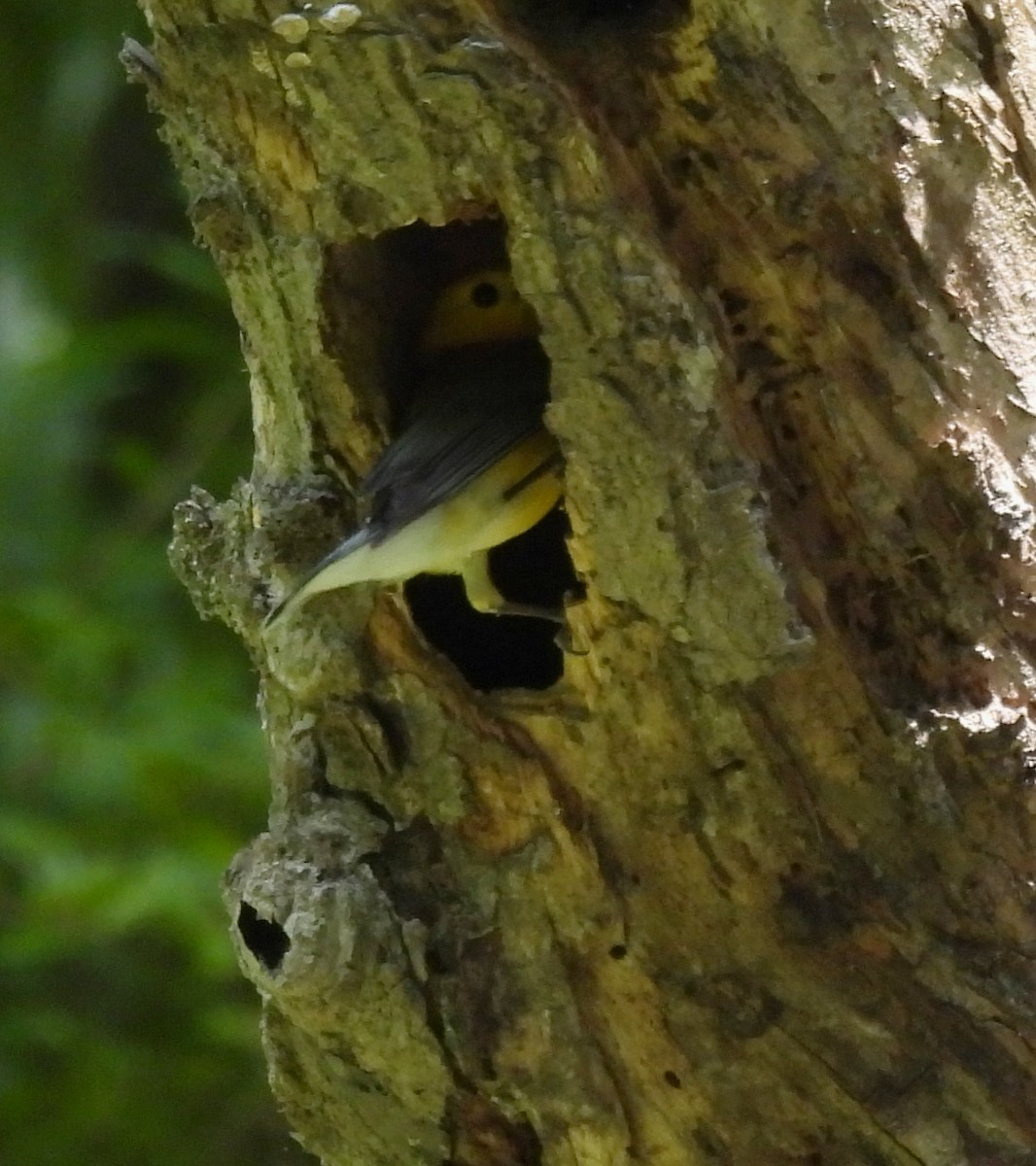 Prothonotary Warbler - ML586976411