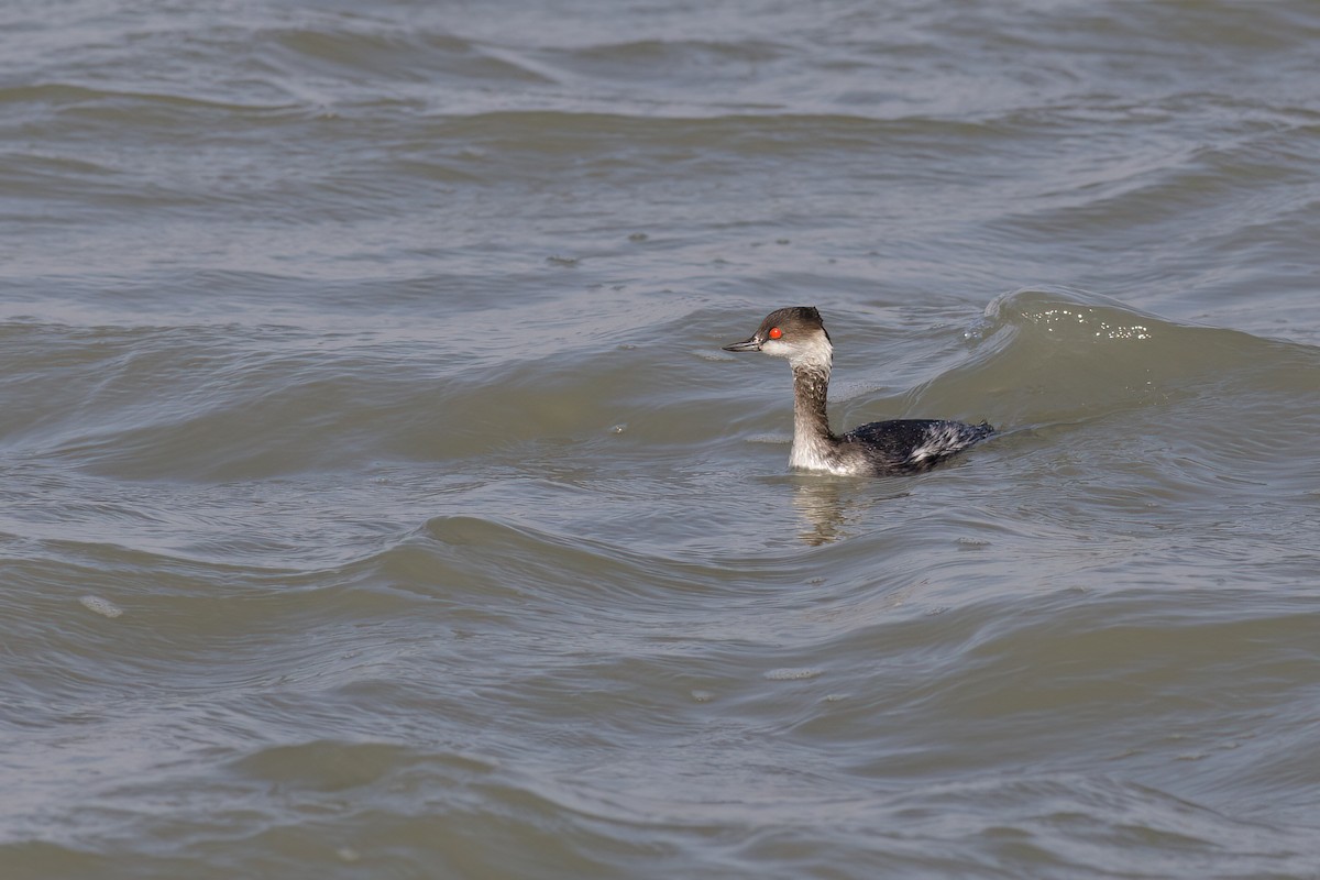 Eared Grebe - Mehmet Emre Bingül