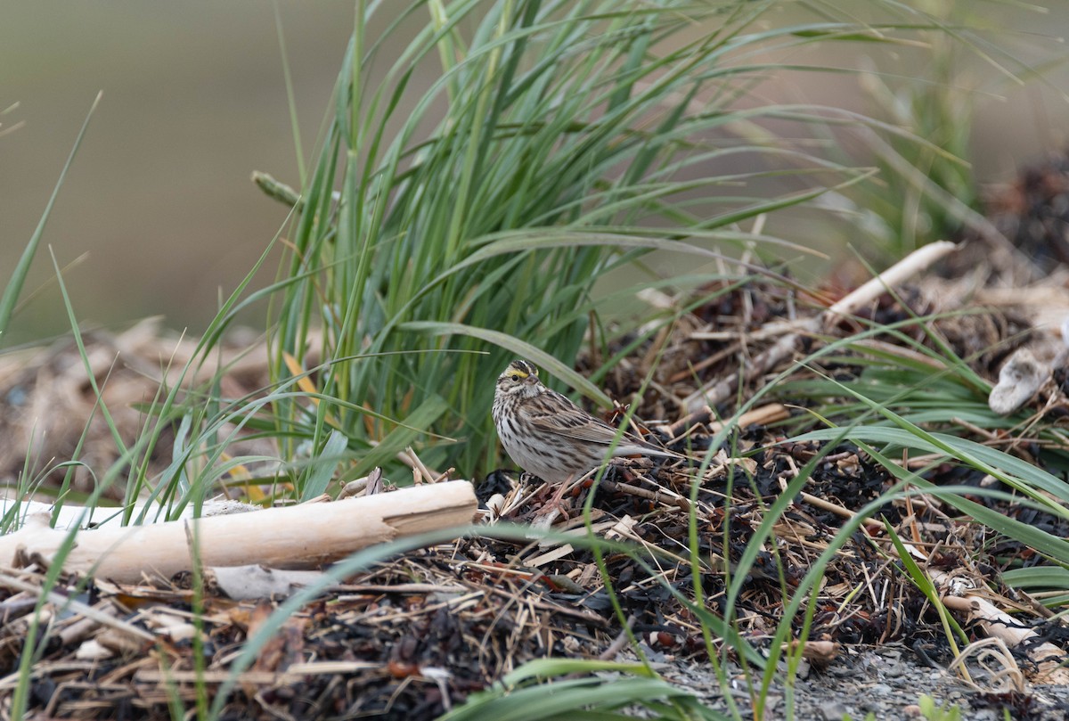 Savannah Sparrow - Andra Florea